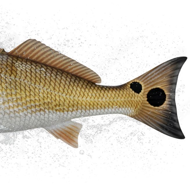 reddrum fish