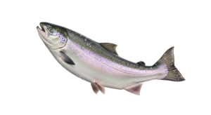 speckled trout